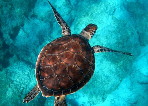 Abu Dabbab Snorkeling Trip